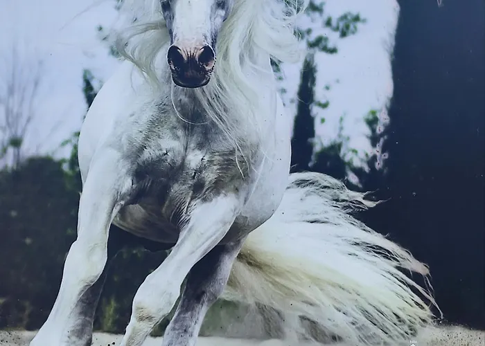 Apartmán Porvenir Centro